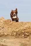 BORDER COLLIE 476